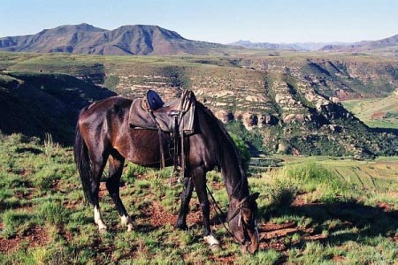 PONEI BASOTHO